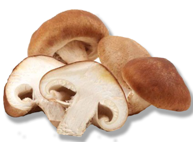 shiitake