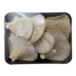 PLEUROTUS OSTREATUS BANDEJA